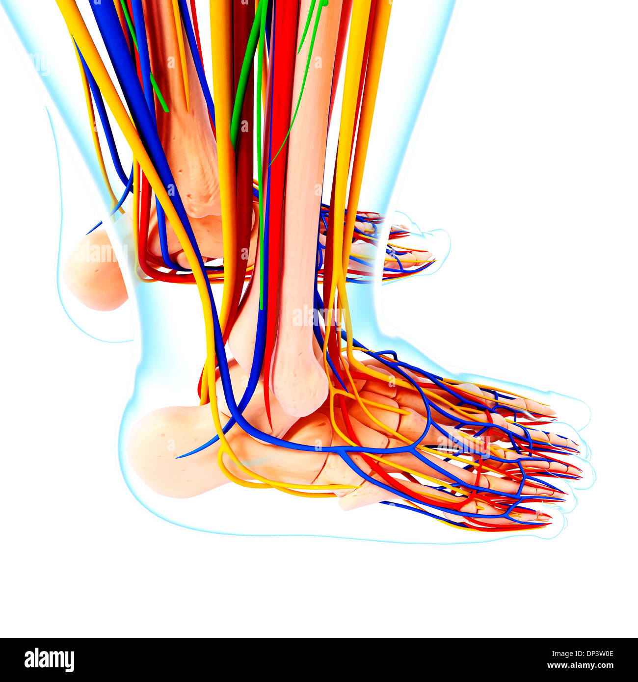 Human foot anatomy, artwork Stock Photo Alamy
