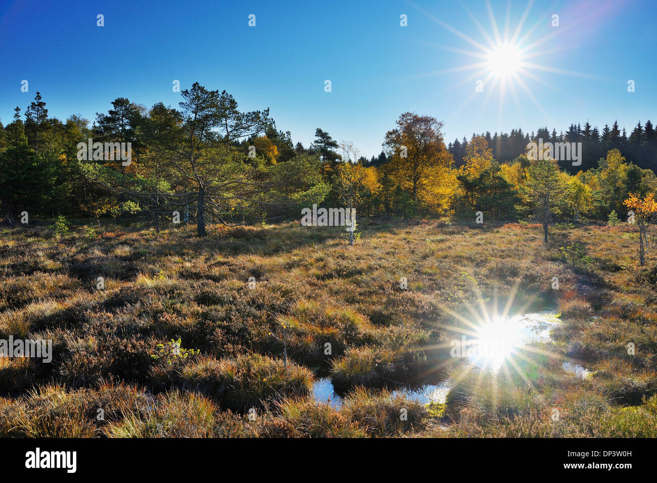 Sun Reflected in Bog in Autumn, Schwarzes Moor, Fladungen, Rhon Mountains, Bavaria, Germany Stock Photo