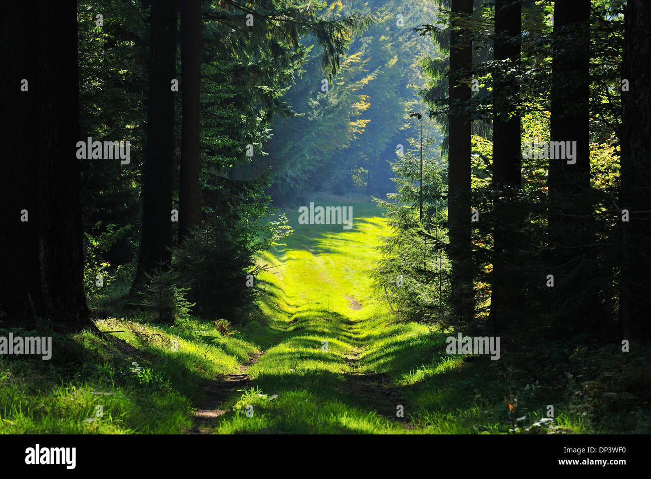 Tire Tracks through Forest, Schleusegrund, Thuringian Forest, Thuringia, Germany Stock Photo