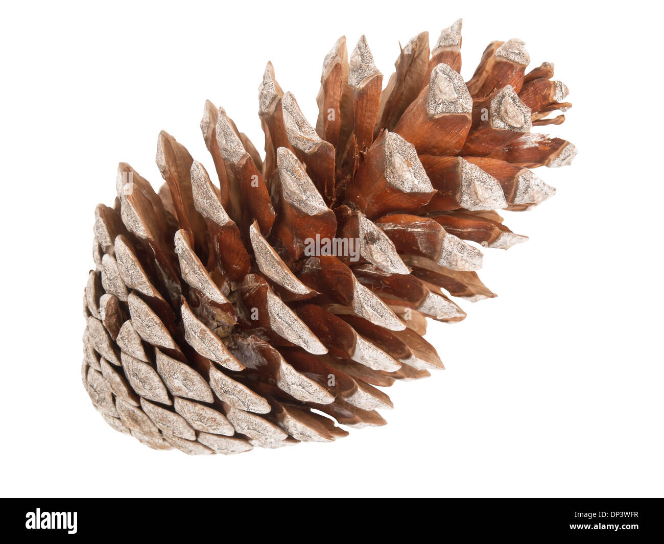 cedar pine cone isolated on white background Stock Photo