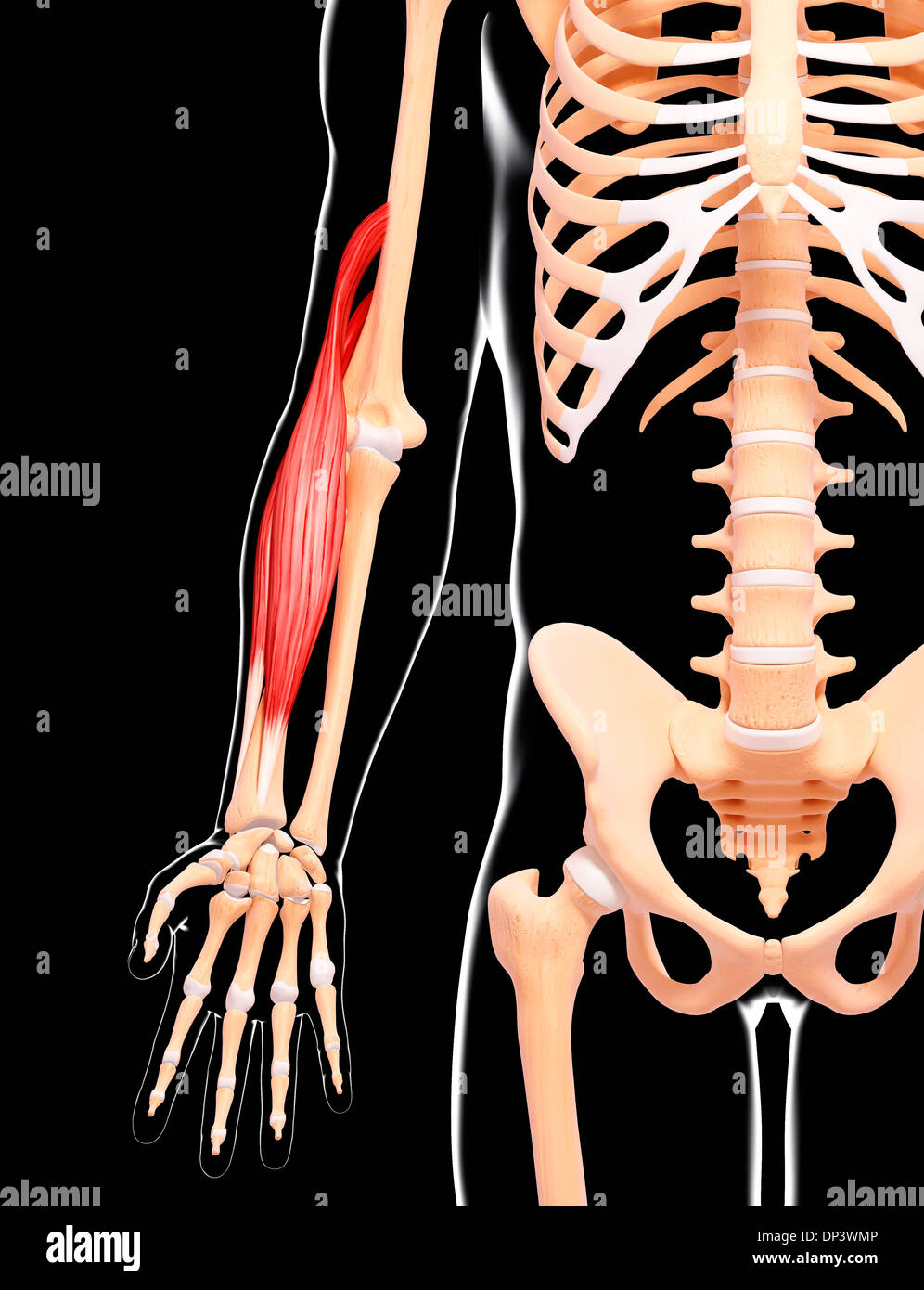 Human arm musculature, artwork Stock Photo Alamy