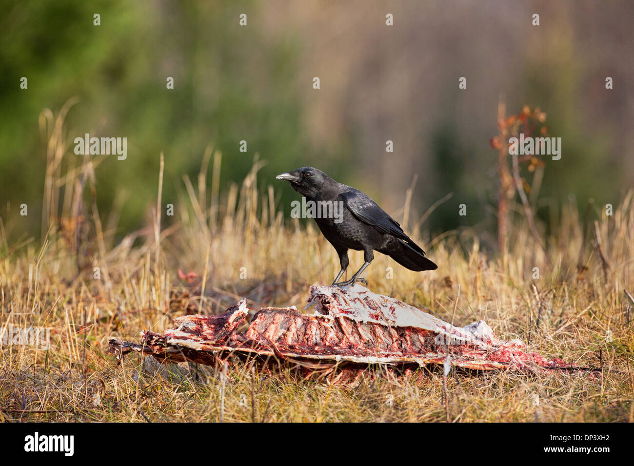 American crow feeding hi-res stock photography and images - Alamy