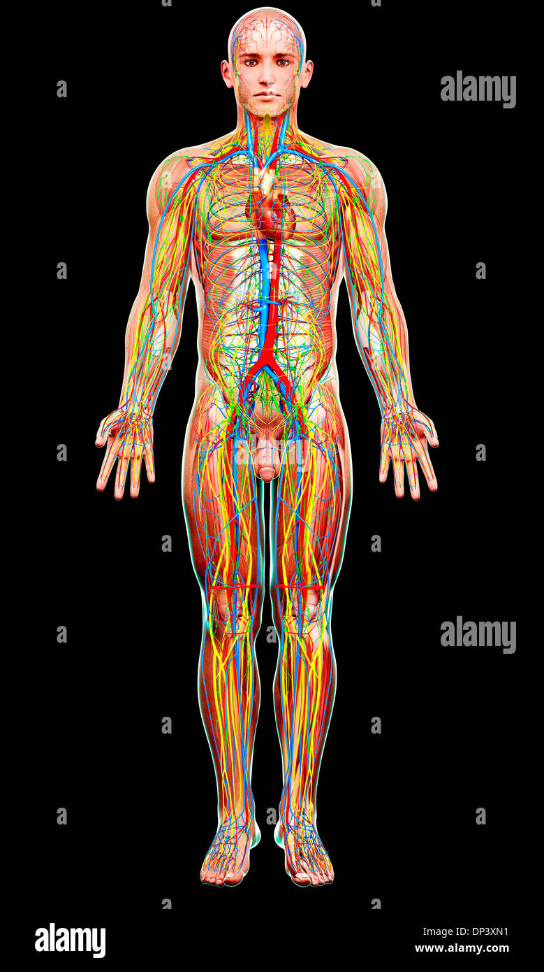 Male Anatomy Image