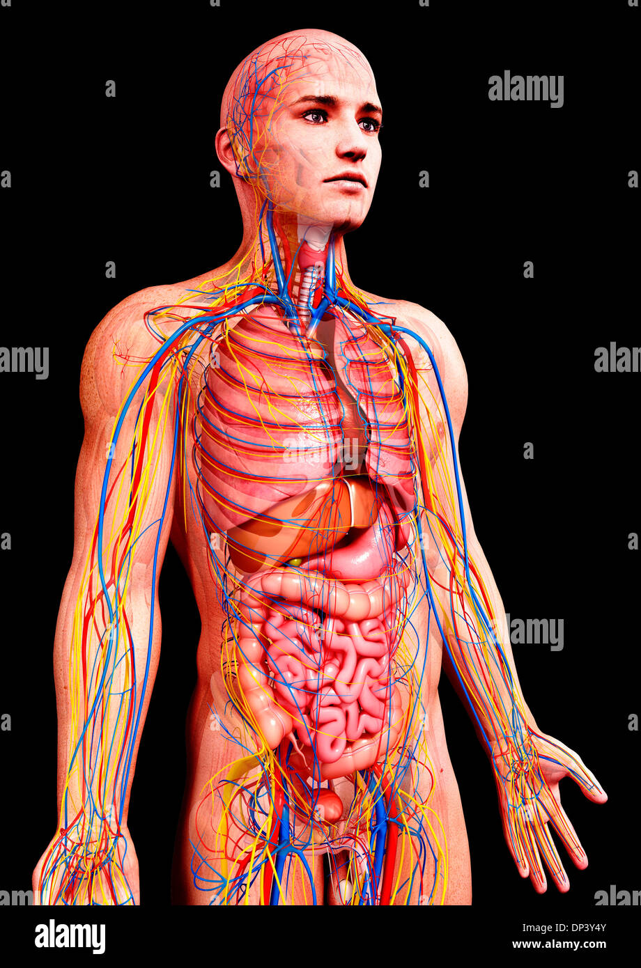 Male Anatomy Artwork Stock Photo Alamy