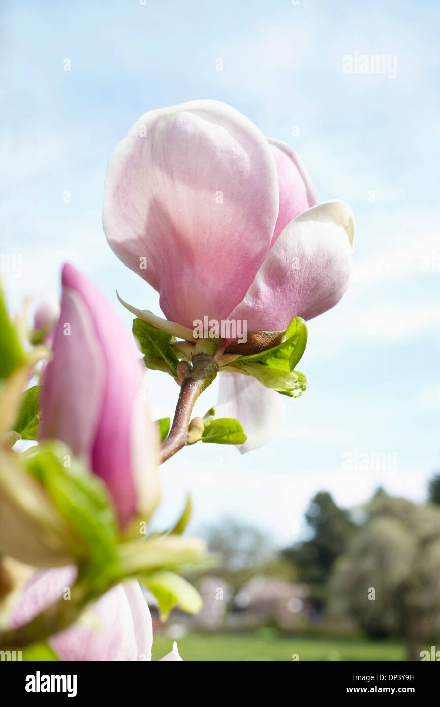 Magnolia tree urban park hi-res stock photography and images - Alamy