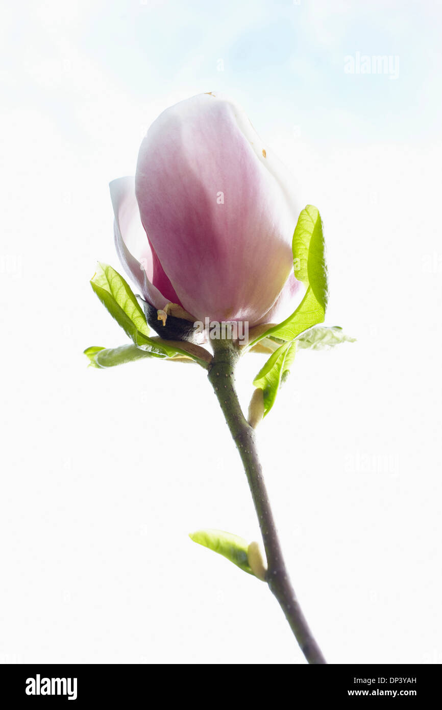 Close up budding magnolia tree hi-res stock photography and images - Alamy