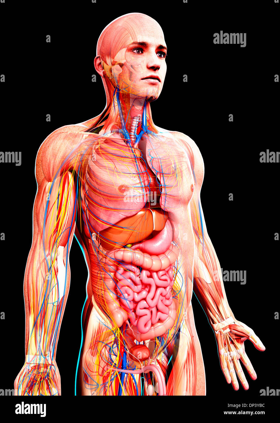 Male anatomy, artwork Stock Photo Alamy