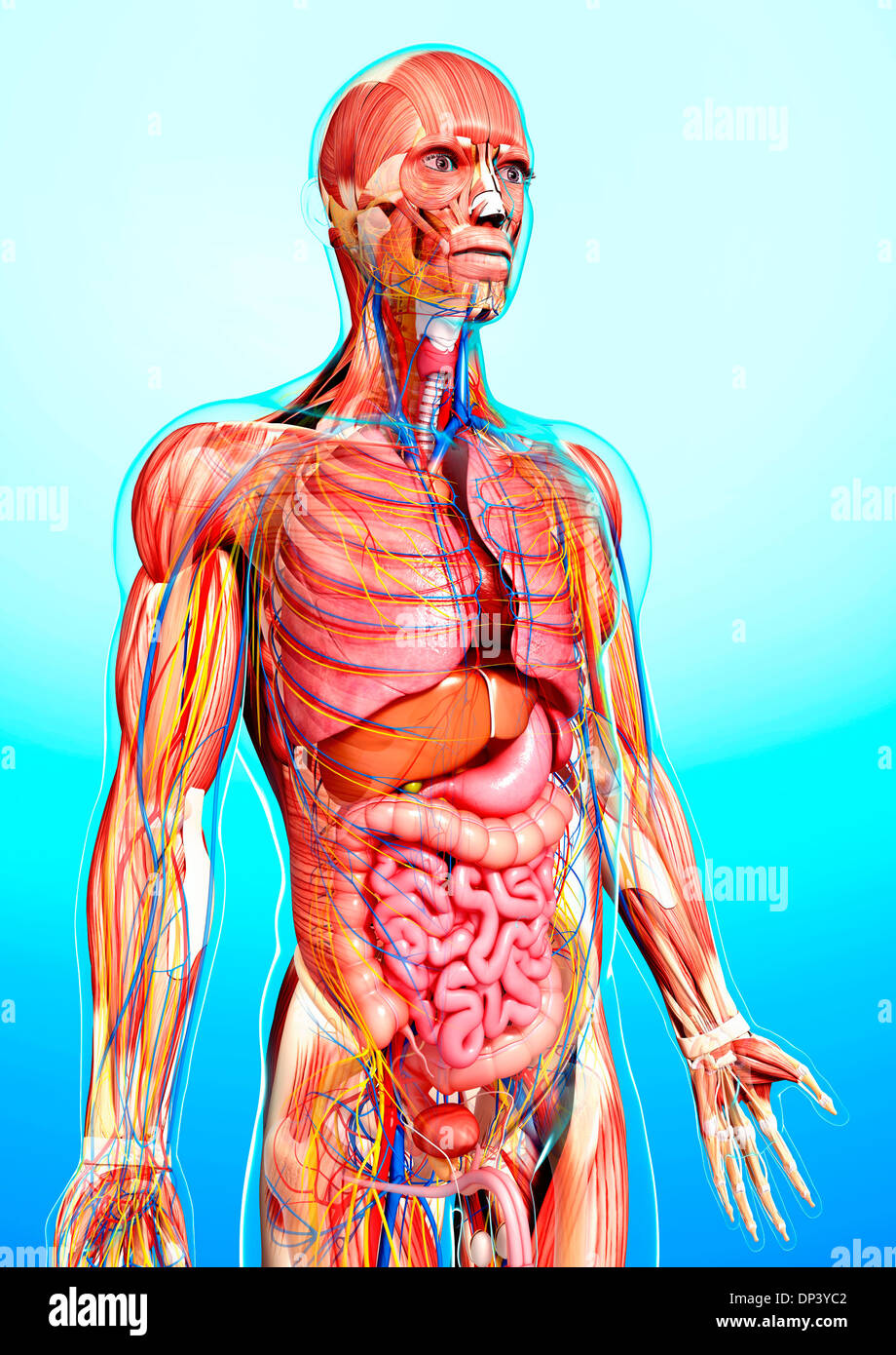 Male anatomy, artwork Stock Photo Alamy