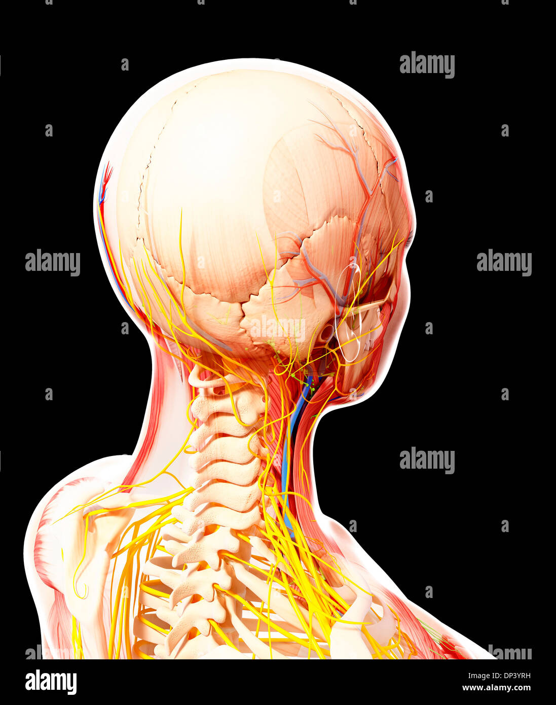 Human Anatomy, Artwork Stock Photo - Alamy