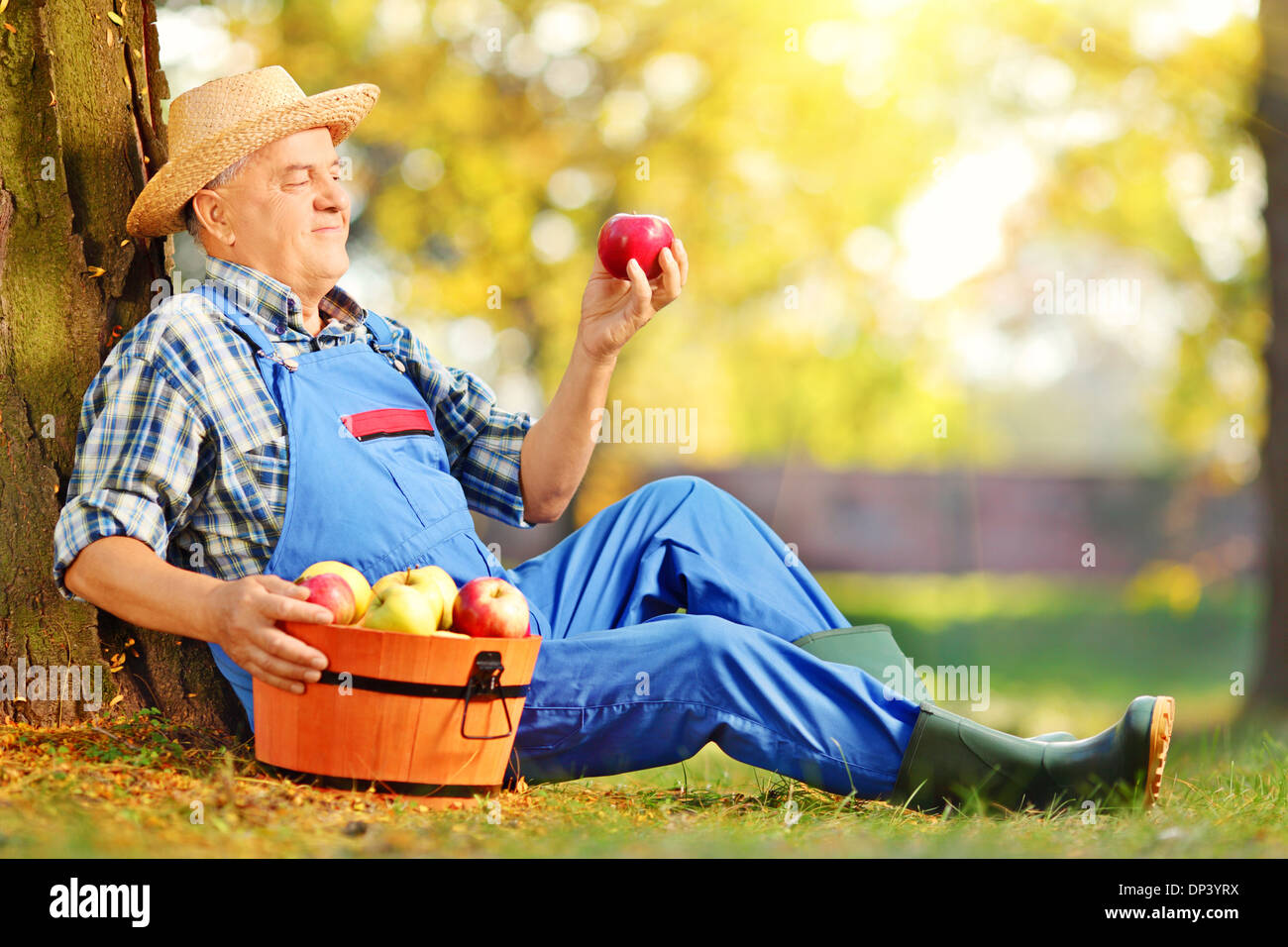 Agricultural worker in overalls with basket of harvested apples sitting in orchard, and looking at apple Stock Photo