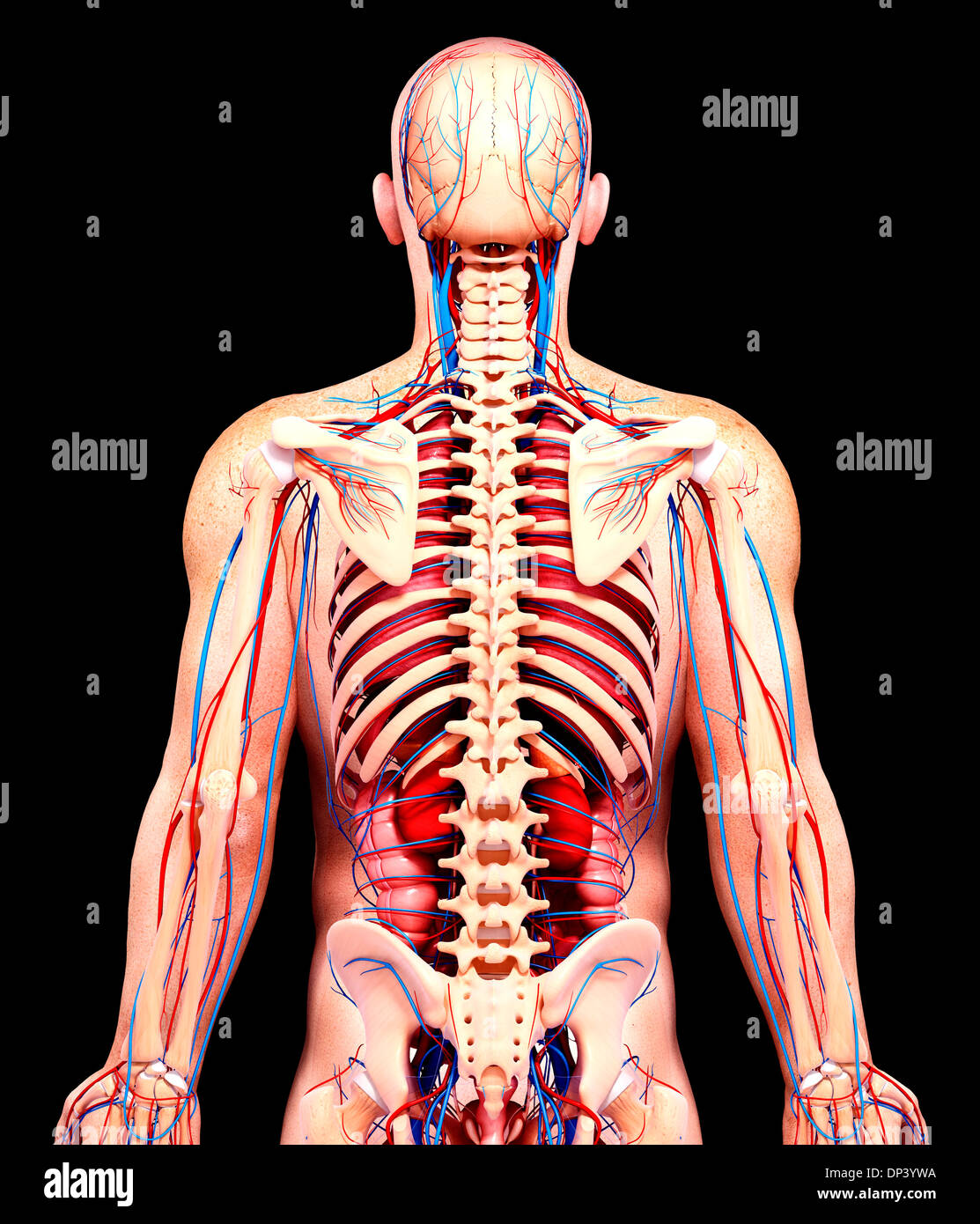 Blood supply of male pelvis hires stock photography and images Alamy