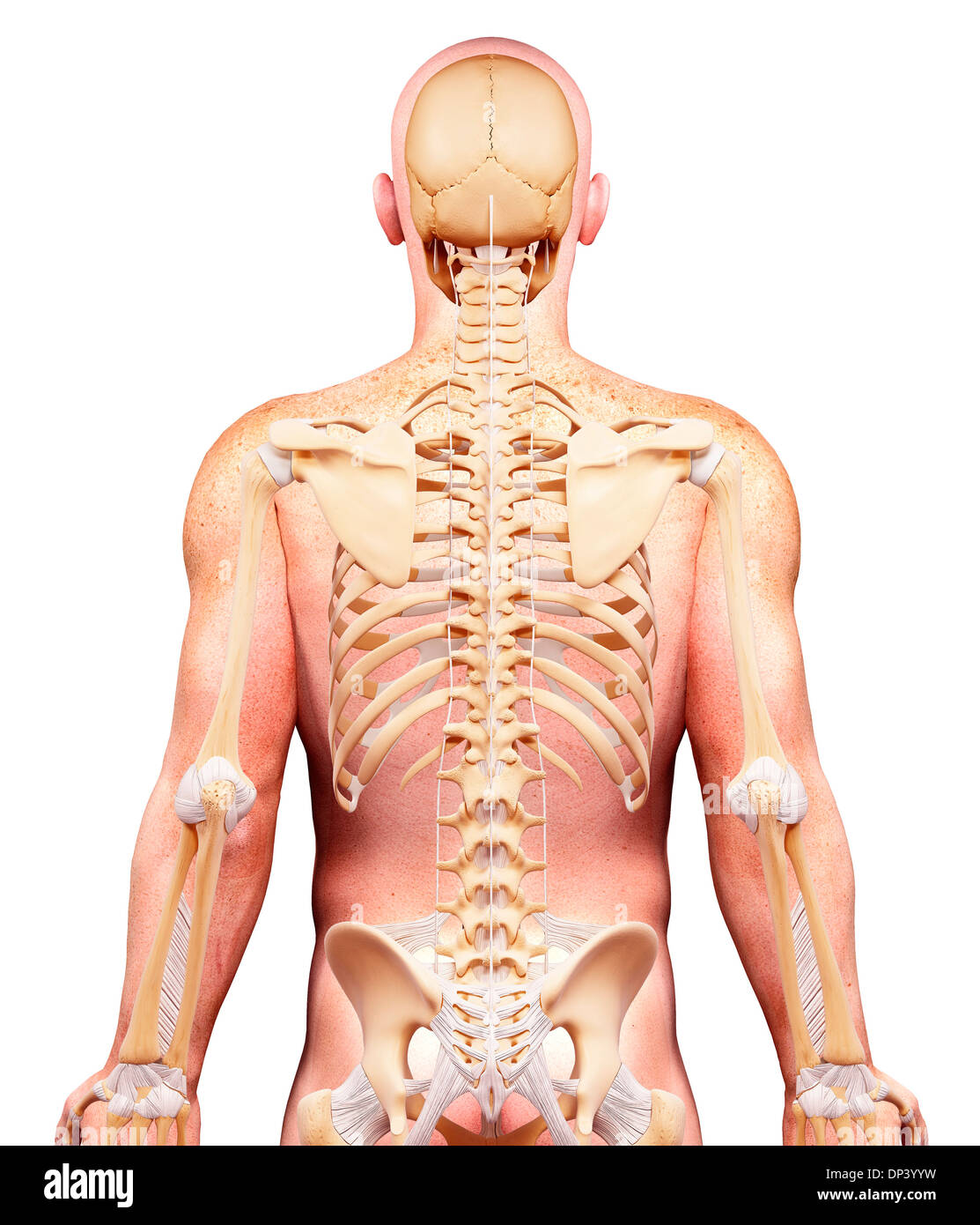 Скелет человека спина. Скелет человека со спины. Скелет мужской спины. Человеческое тело со спины.
