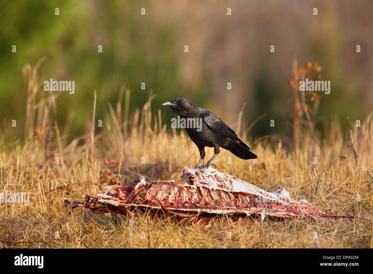 Corvoidea hires stock photography and images Alamy