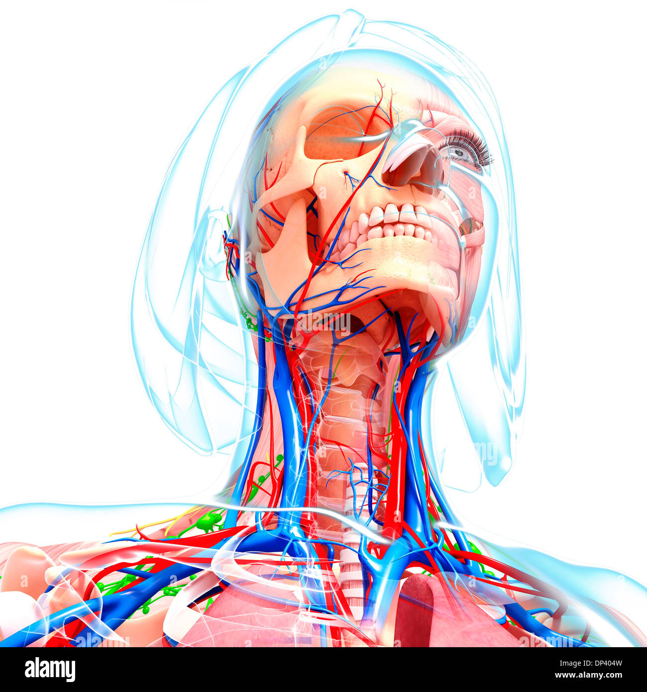 Female anatomy, artwork Stock Photo - Alamy