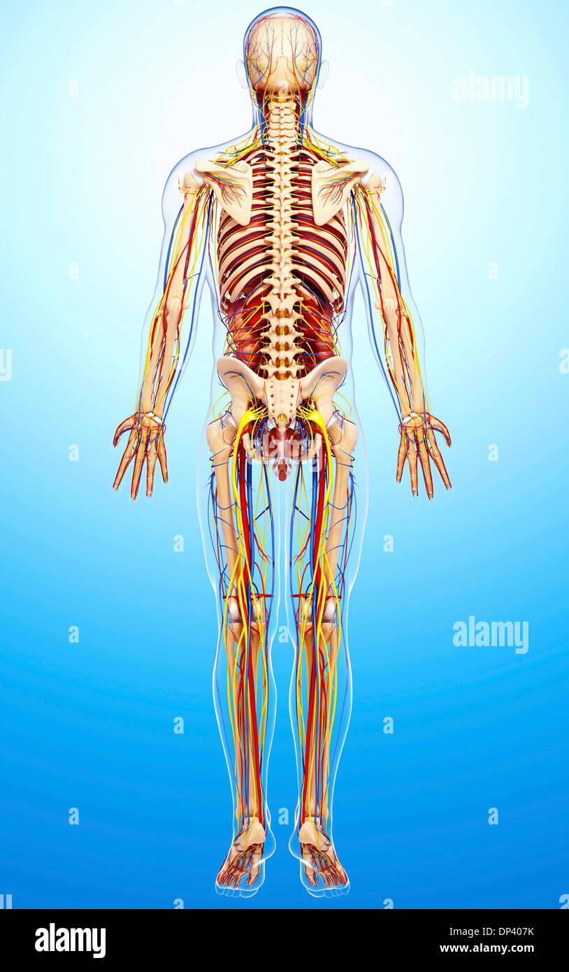 Male anatomy, artwork Stock Photo Alamy
