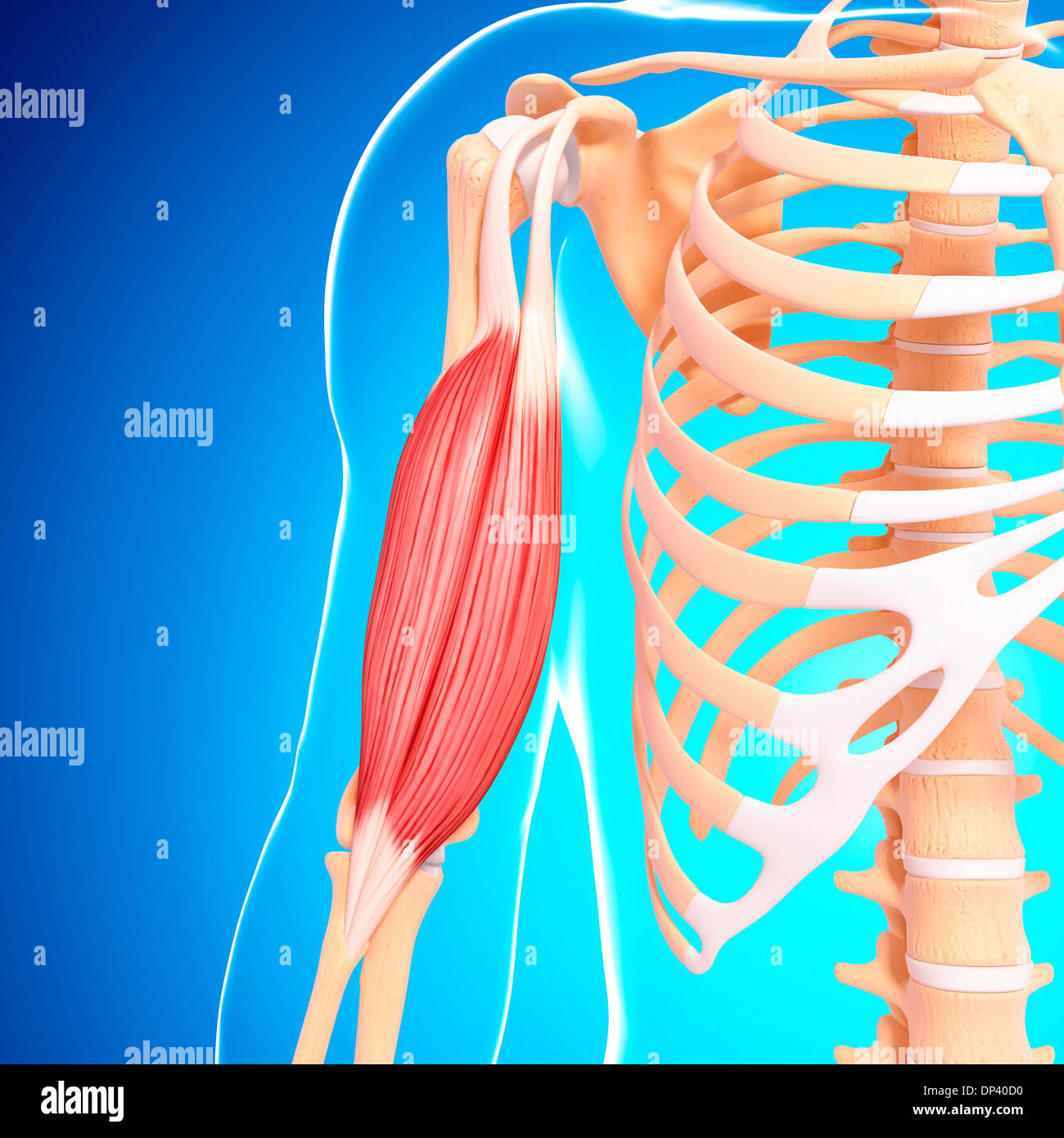 Human arm musculature, artwork Stock Photo Alamy