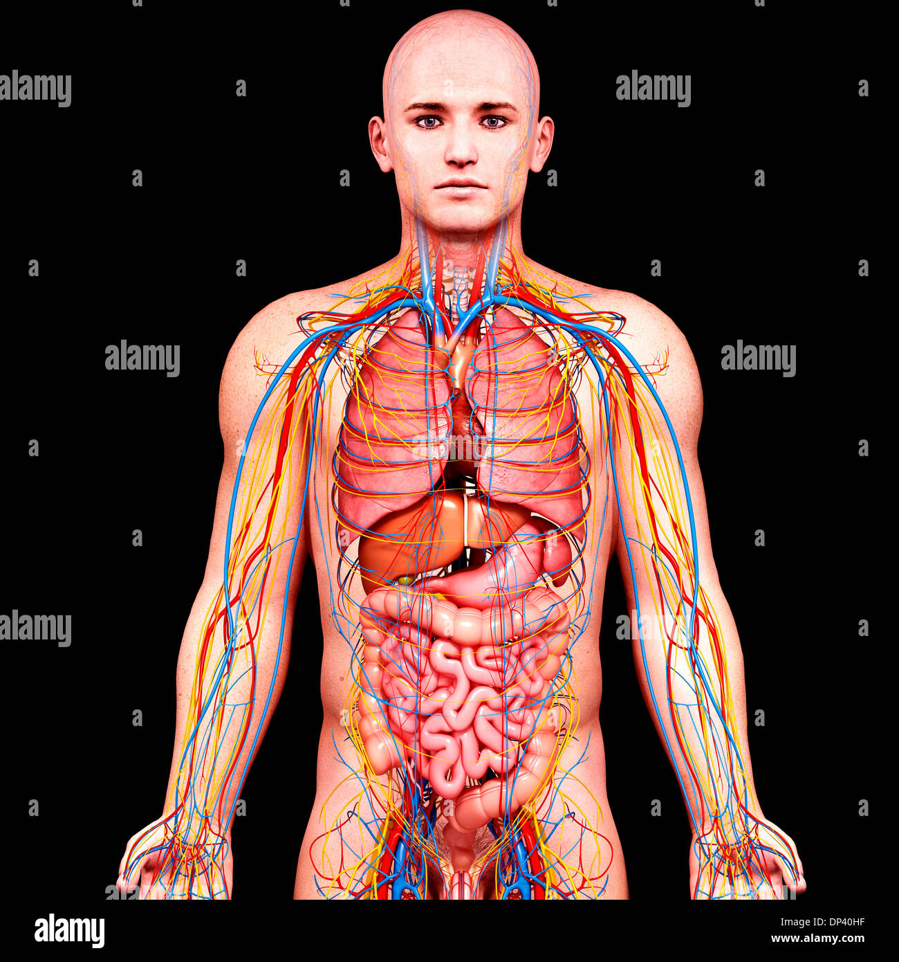 Male anatomy, artwork Stock Photo Alamy