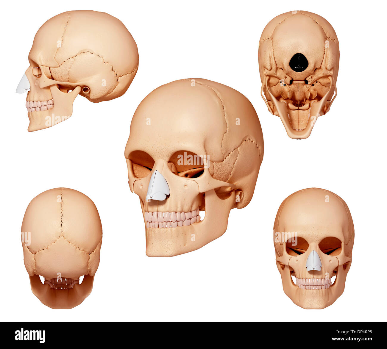 Human skull, artwork Stock Photo
