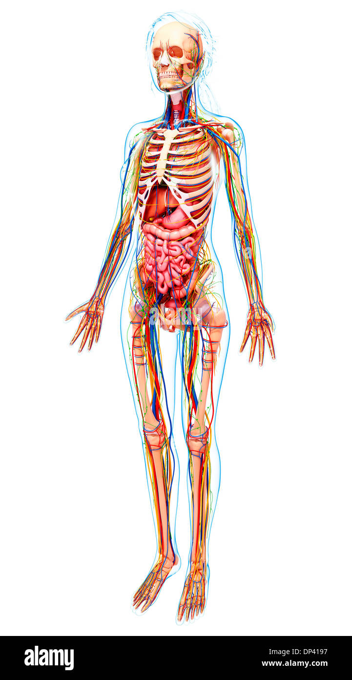 Human anatomy, artwork Stock Photo Alamy