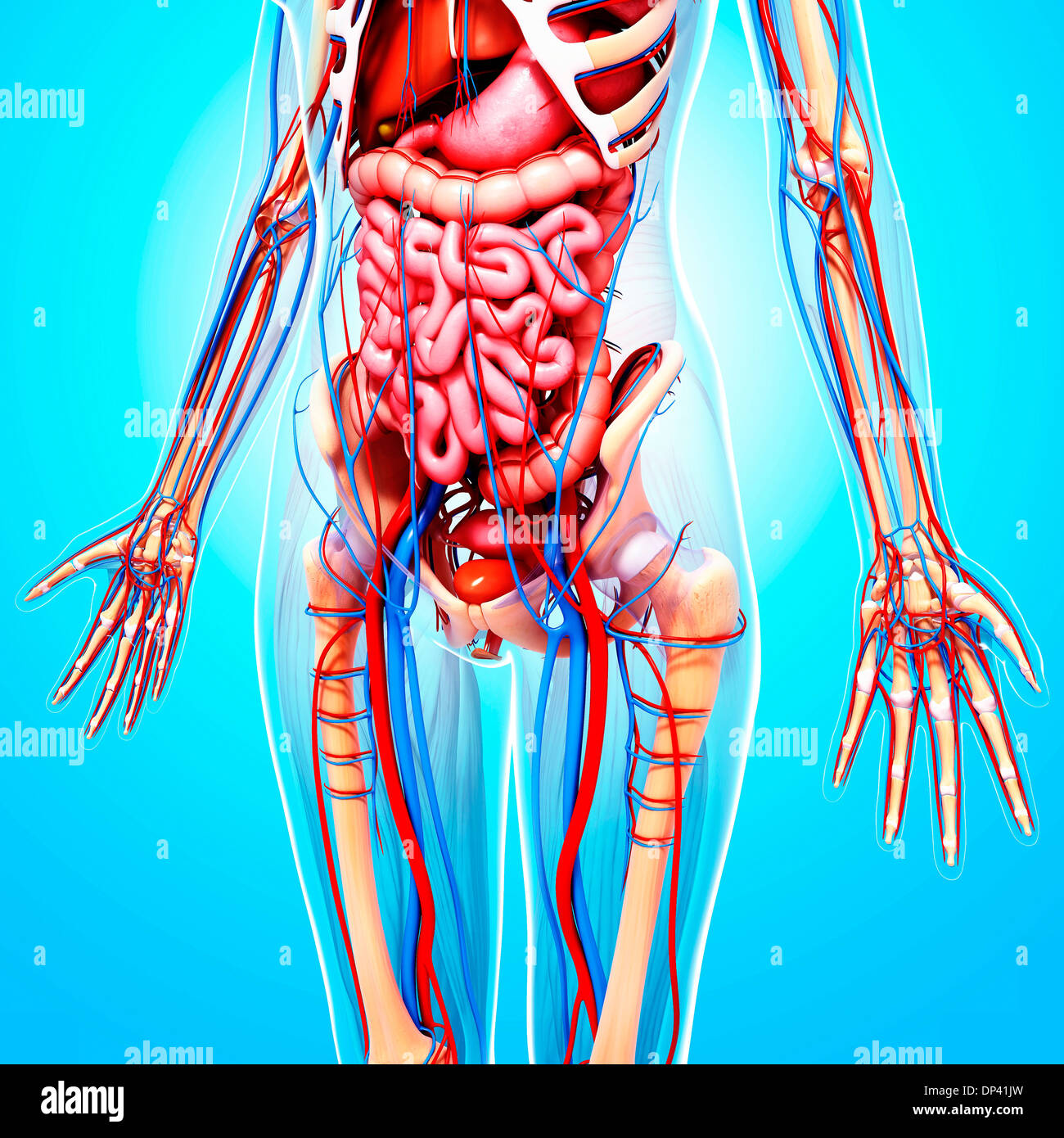 Female anatomy, artwork Stock Photo - Alamy