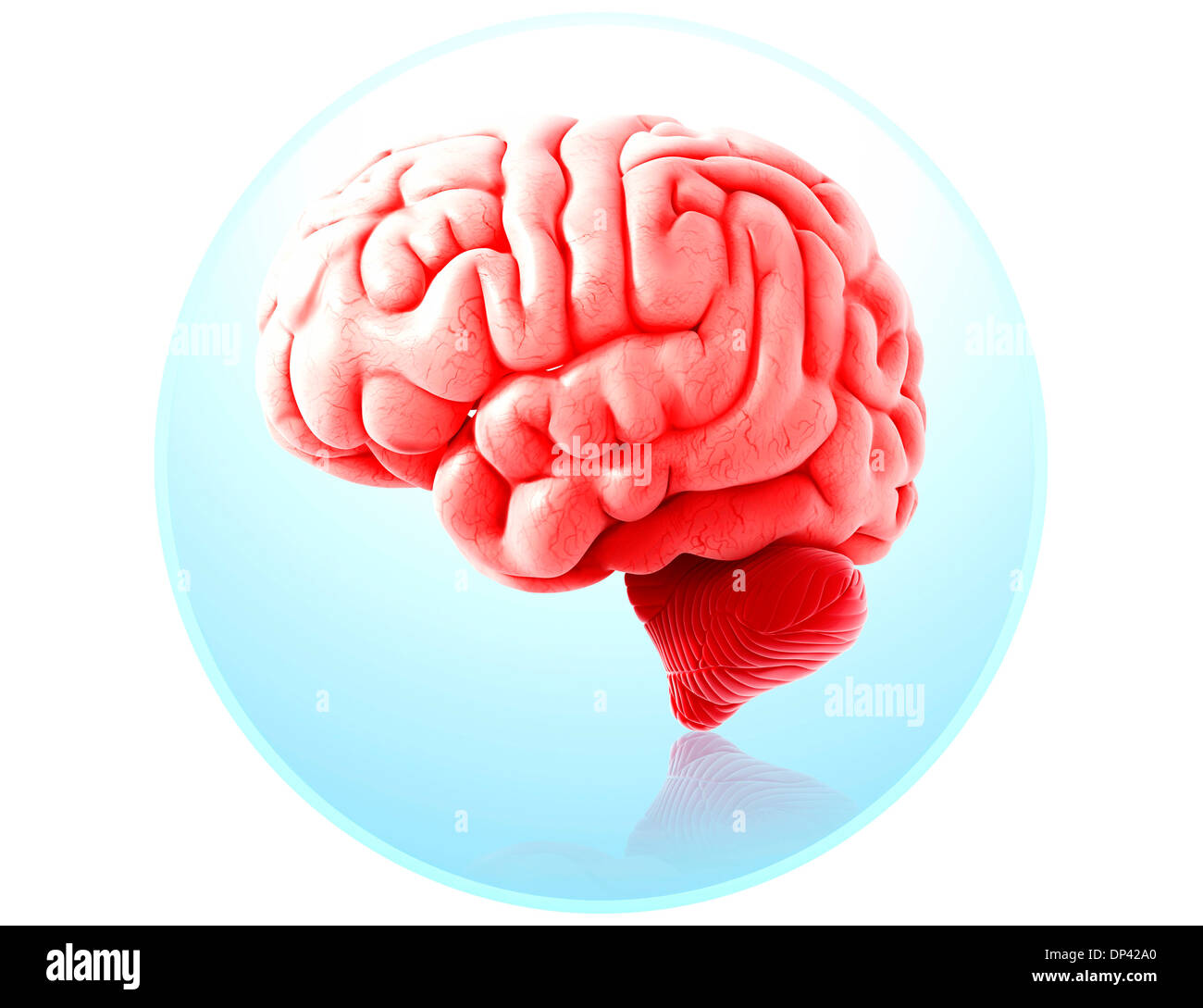 Human brain side view hi-res stock photography and images - Alamy