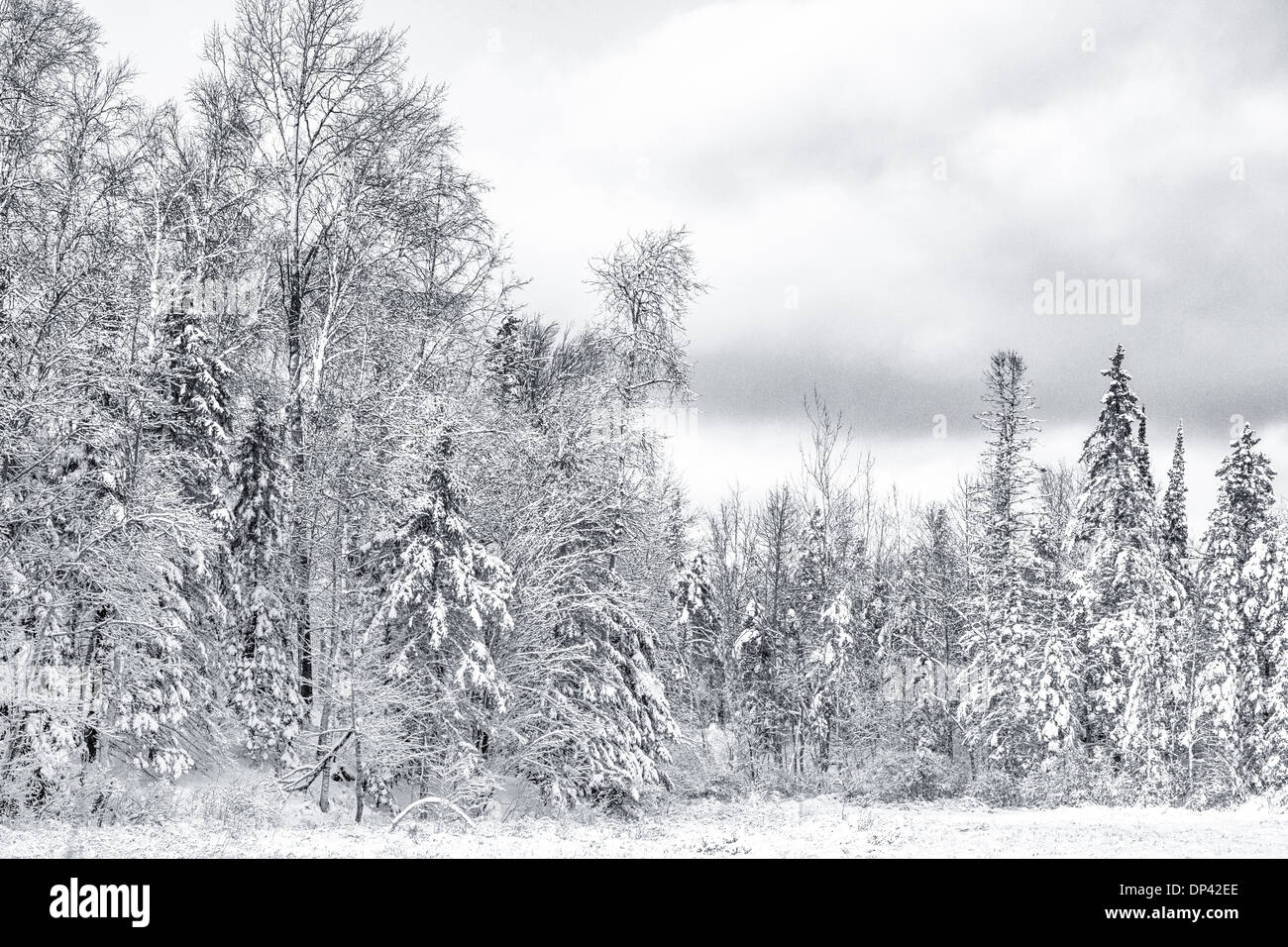 Snow-covered trees Stock Photo