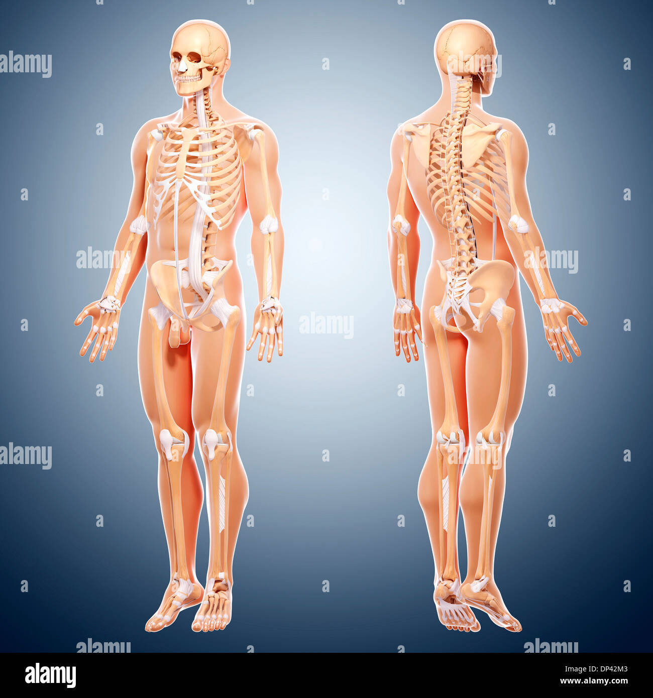 Skeleton Three View Man human skull three quarter view hi-res stock photography and images ...