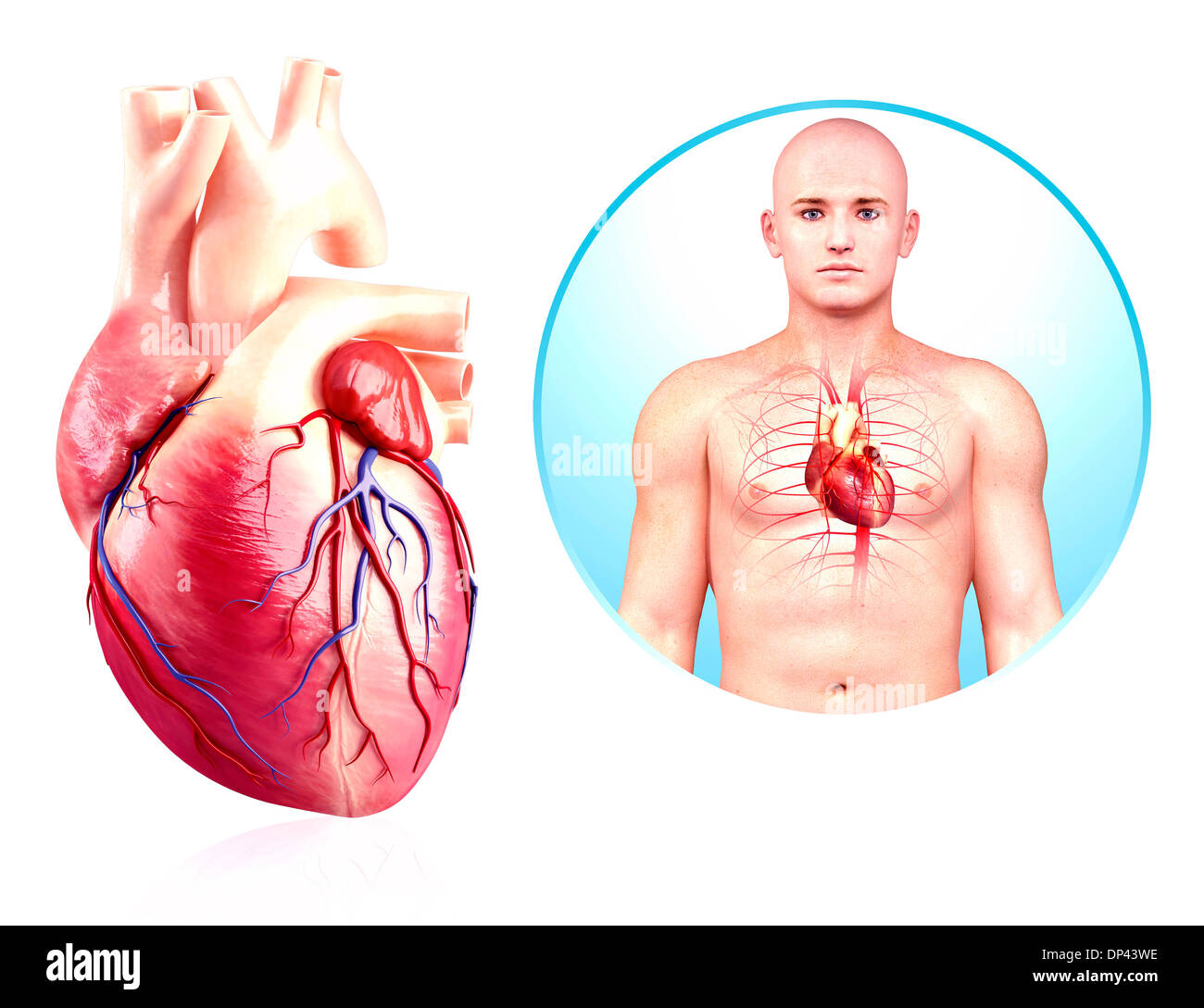 Background Half Length Heart Cut Out Stock Images Pictures Alamy