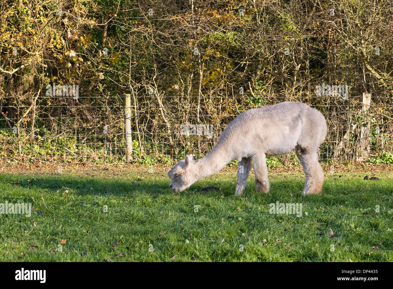 Vicugna pacos. Alpaca grazing in a small paddock in the UK. Stock Photo