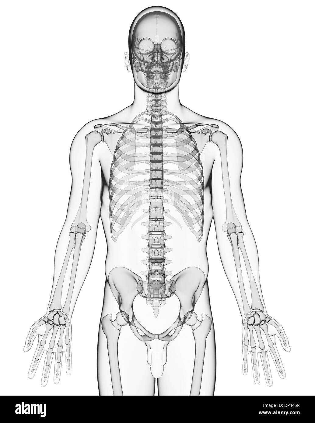 Human skeleton, artwork Stock Photo