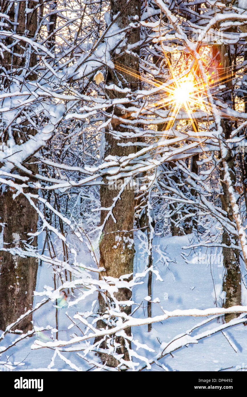Sun rays shining through the snow-covered trees Stock Photo