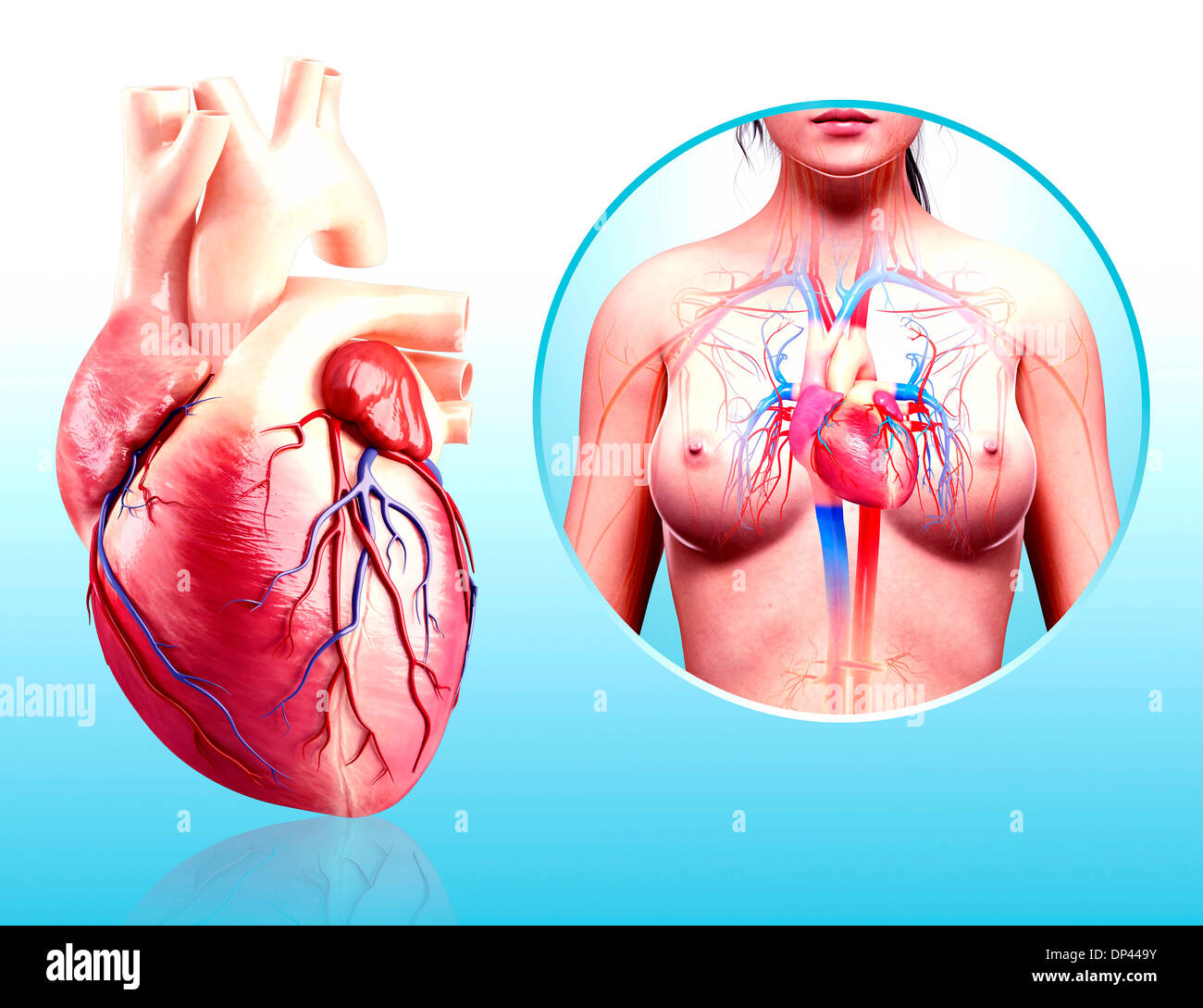 расположение сердца у человека. анатомическое расположение сердца. где находится сердце у человека. сердце женщины анатомия. болит сердце симптомы у женщин.