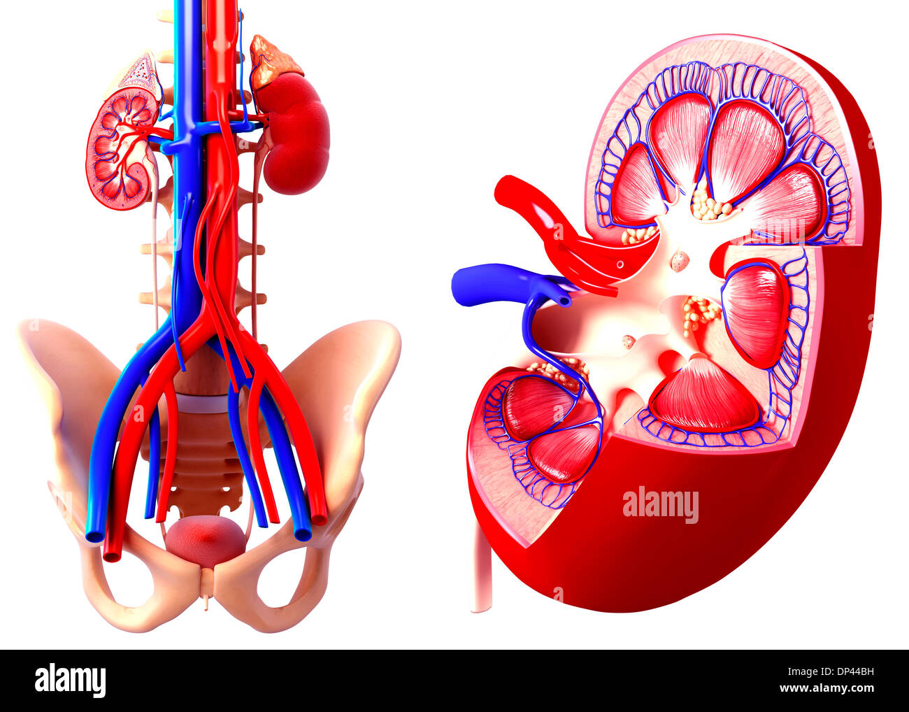 Human kidney cross section Cut Out Stock Images & Pictures Alamy