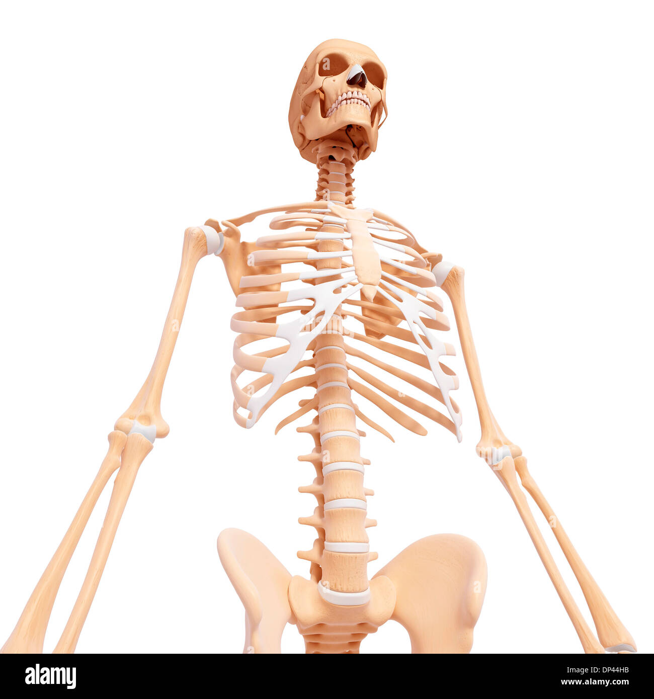 Human skeleton, artwork Stock Photo - Alamy