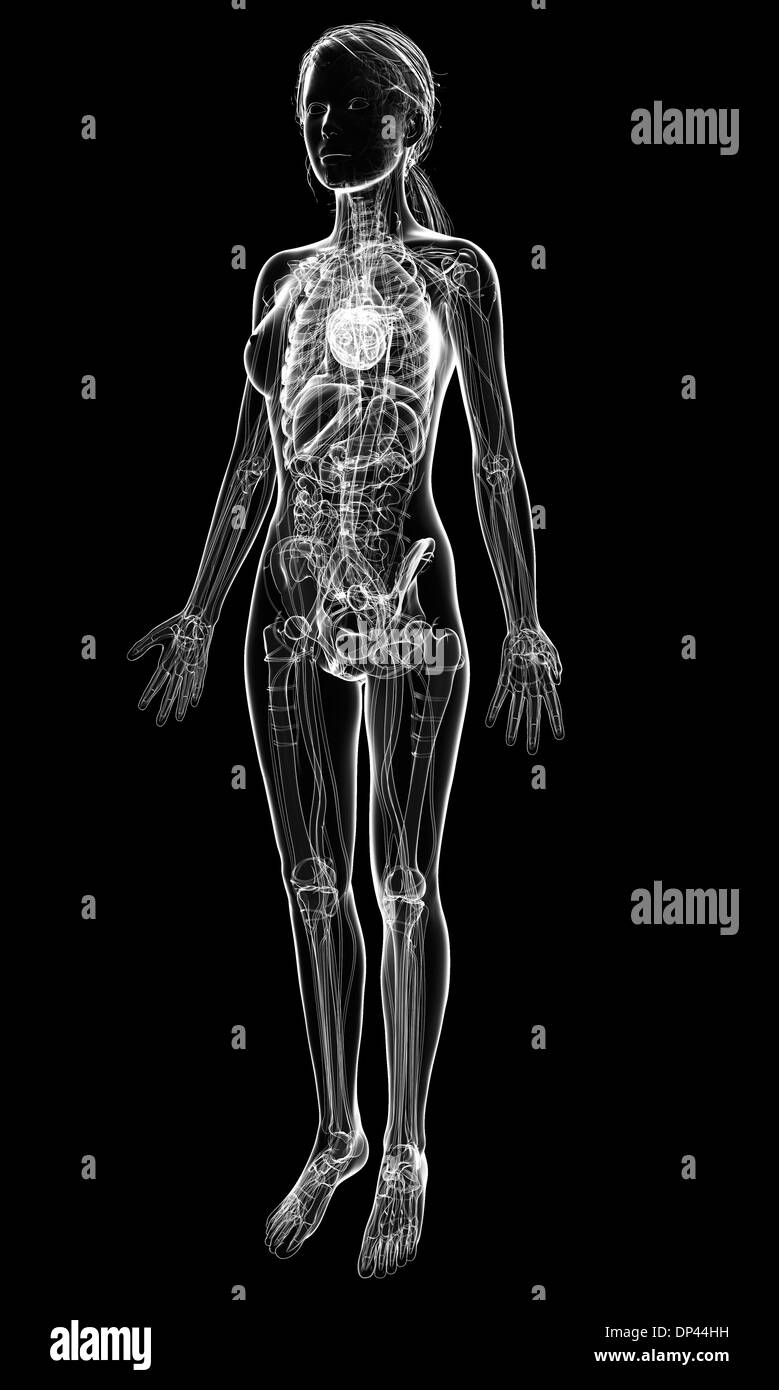 Female anatomy, artwork Stock Photo