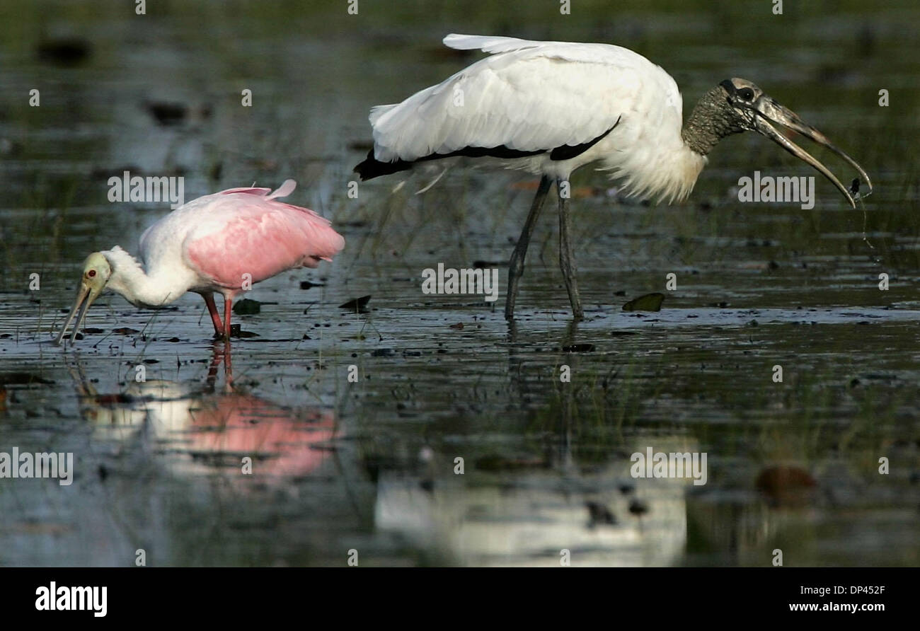 Jul 24, 2006; Port St. Lucie, FL, USA; An endangered wood stork (R) pops an afternoon snack, probably a small fish or frog, into its mouth while feeding alongside a roseate spoonbill in the Savannas Preserve State Park. After the dry weather of the last few months, the water levels in the Savannas are low, providing a smorgasborg of food for the wading birds in the park. Mandatory  Stock Photo