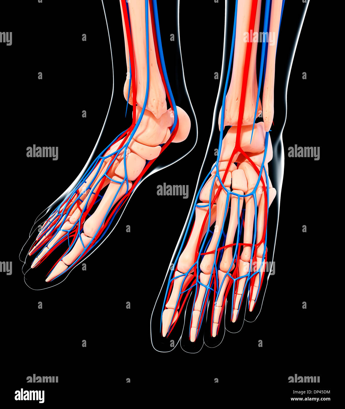 Human foot cardiovascular system, artwork Stock Photo Alamy