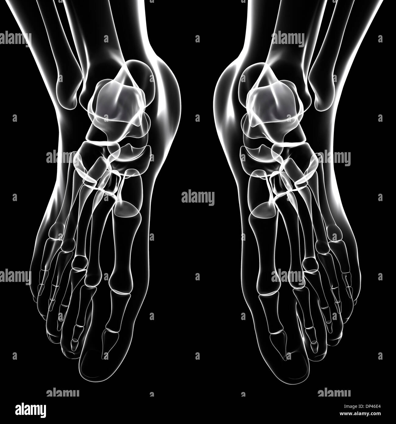 Human foot bones, artwork Stock Photo Alamy