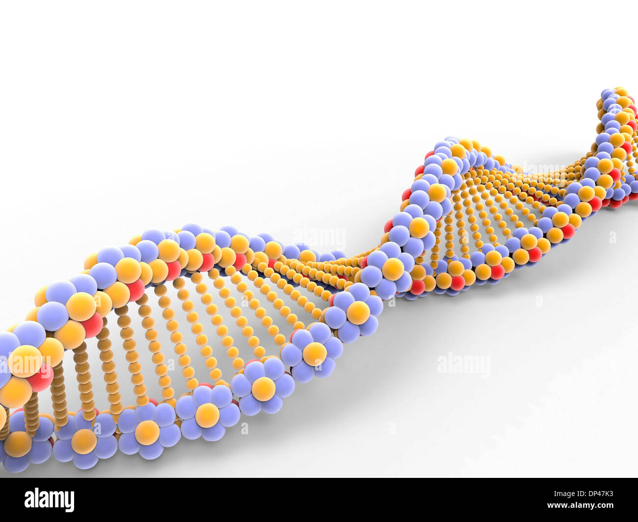 DNA molecule, artwork Stock Photo