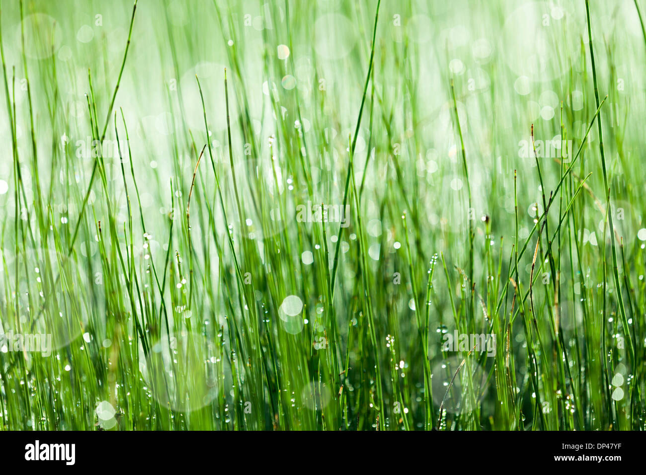 Horsetail Equisetum sp plant Stock Photo