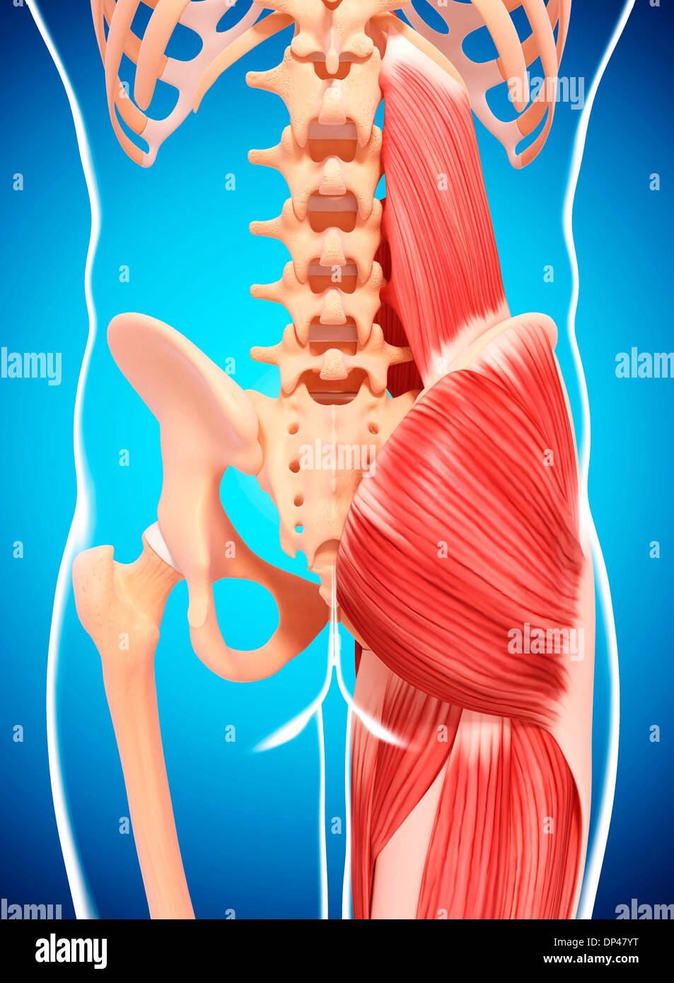Human musculature, artwork Stock Photo - Alamy