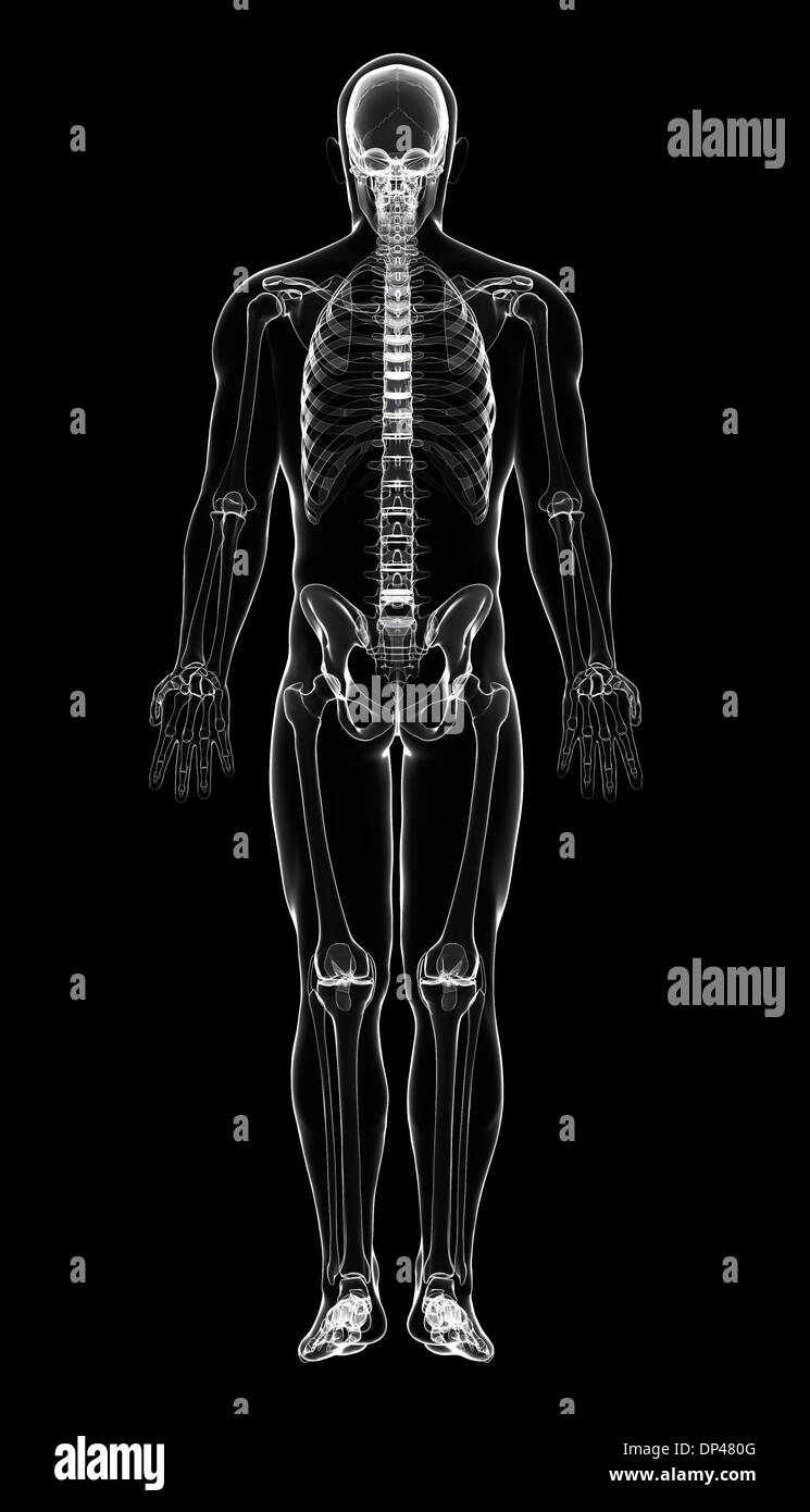 Human skeleton, artwork Stock Photo