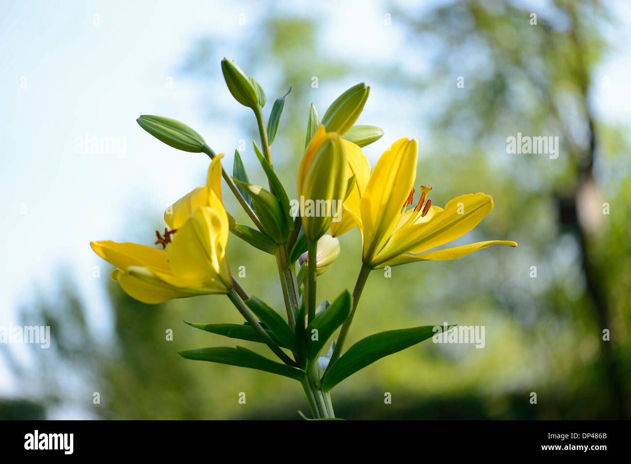Close-up of Lily Blossoms in Garden in Spring, Bavaria, Germany Stock
