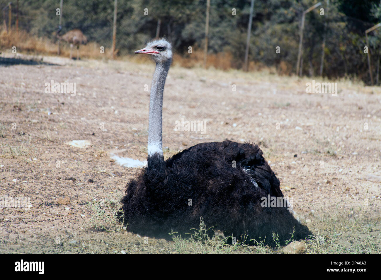 Ostrich resting in the open space at the Safari Park in Madrid looking at the visitors. Stock Photo
