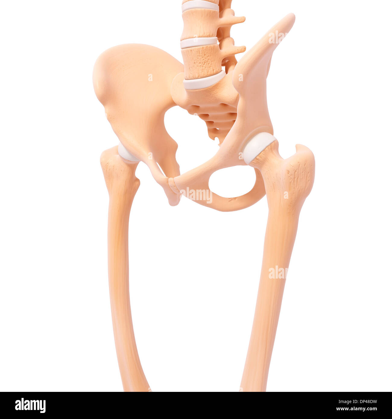 Human Pelvic Bones Artwork Stock Photo Alamy