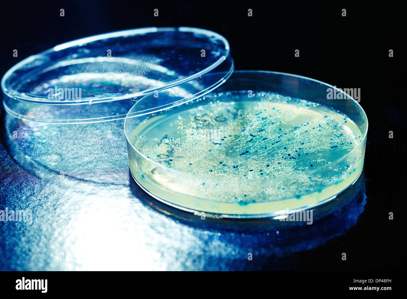 Colonies on Petri dish Stock Photo - Alamy