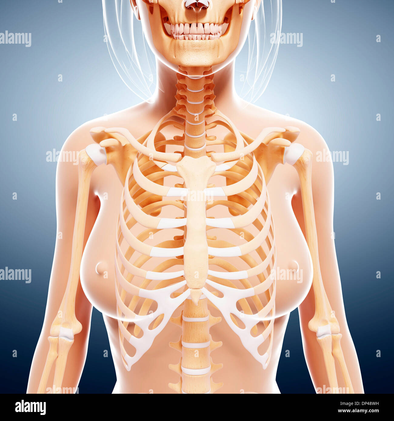 Female skeleton, artwork Stock Photo - Alamy