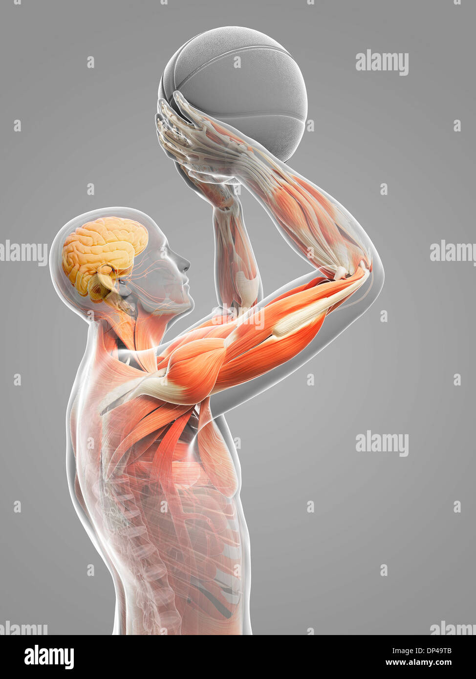 Male anatomy artwork hi-res stock photography and images - Alamy