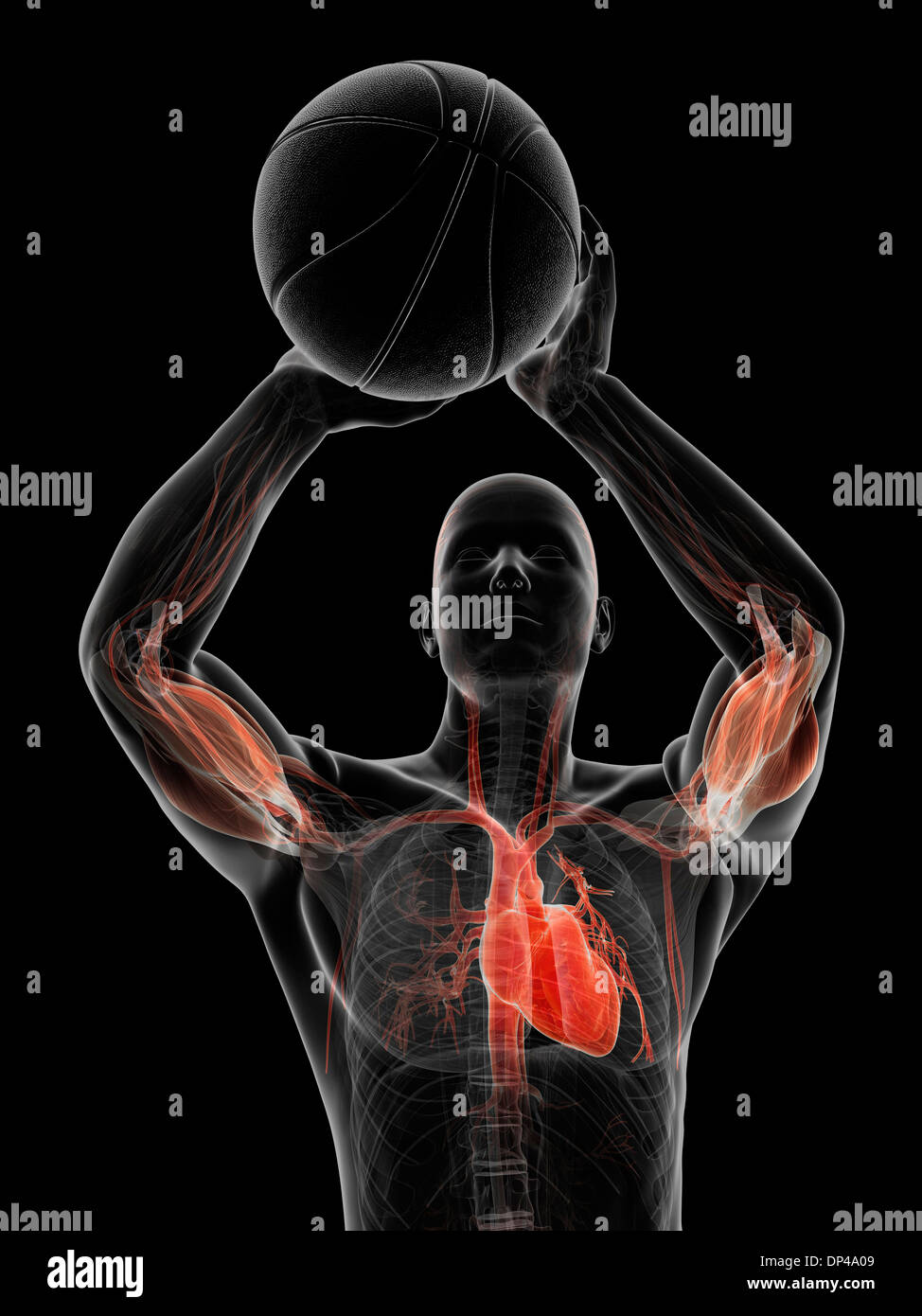Male front organ anatomy hi-res stock photography and images - Alamy