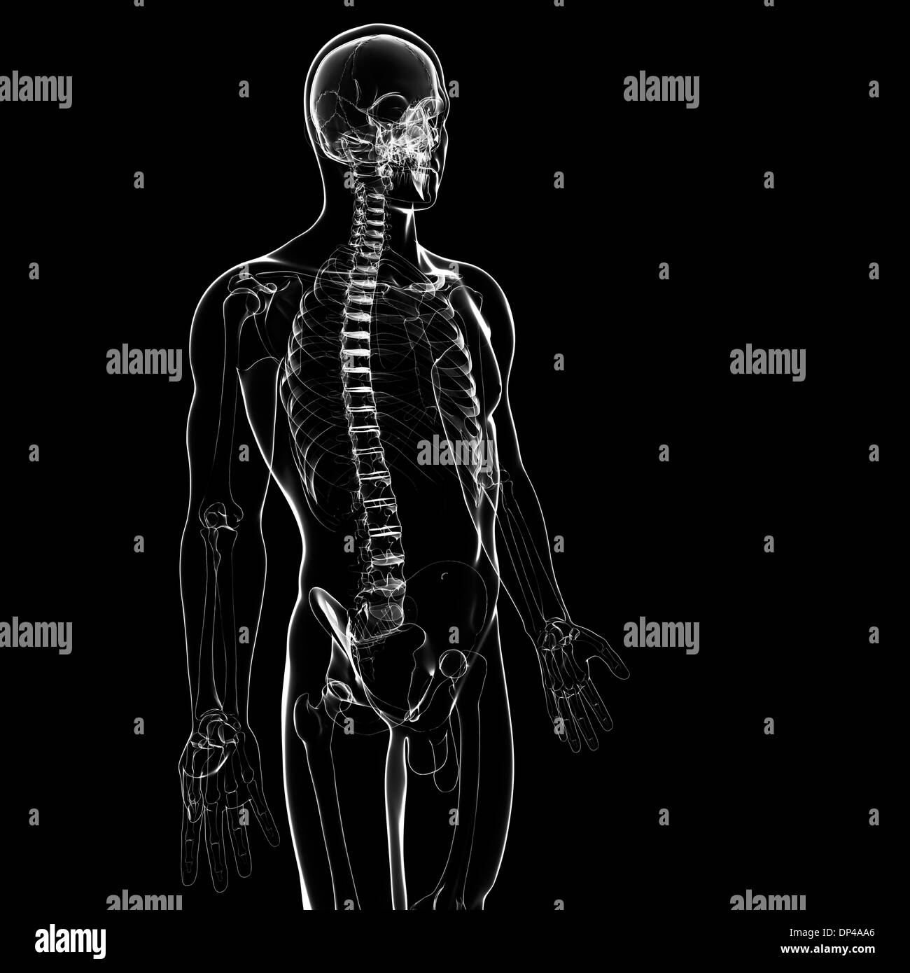 Male skeleton, artwork Stock Photo